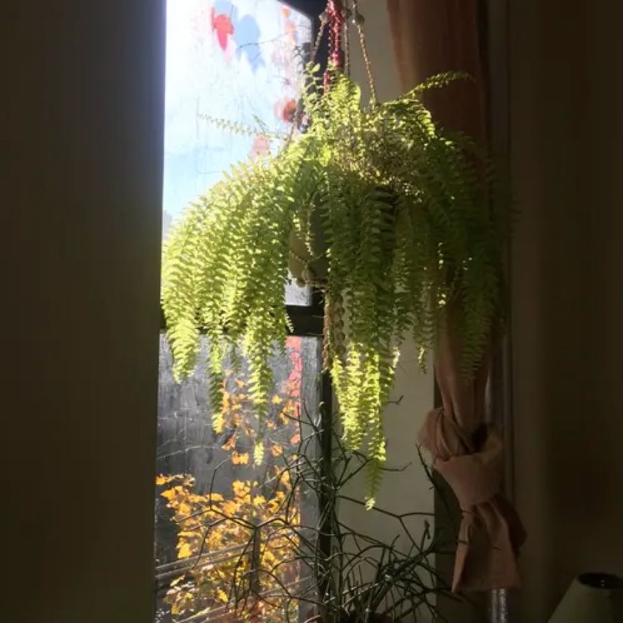 planta colgante en interior cerca de una ventana