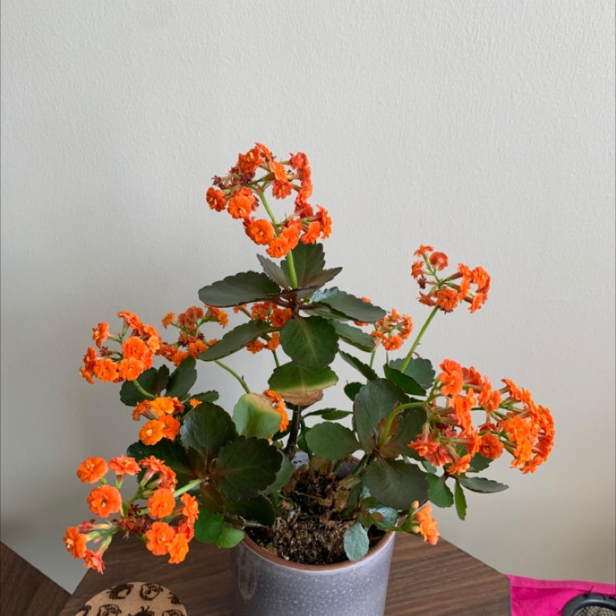 planta de interior pequeña con flores anaranjadas